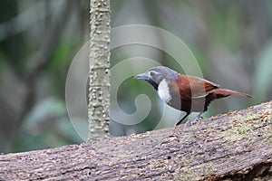 The white-bibbed babbler (Stachyris thoracica) in Java island, Indonesia photo