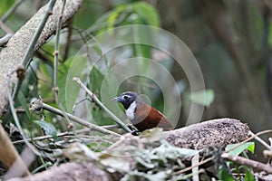 The white-bibbed babbler (Stachyris thoracica) in Java island, Indonesia photo