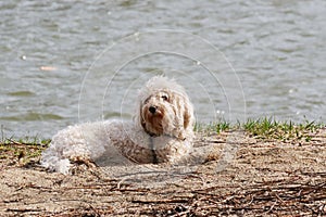 White bichon frise dog laying in the sand on the river bank photo