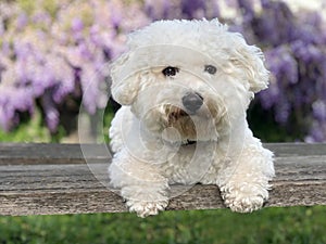 White bichon frise dog sitting on wooden bench