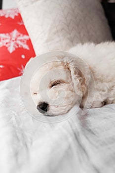 White bichon frise puppy sleeping on white bed with red christmas decor pillow. cute little lap dog, sweet pet