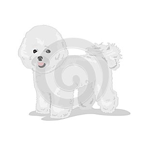 White Bichon Frize dog isolated at one color background