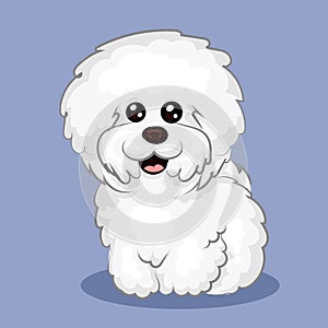 White Bichon Frize dog isolated at one color background