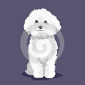 White Bichon Frize dog isolated at one color background photo