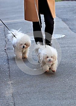 White Bichon Frize dogs walk on a leash