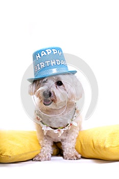 White bichon on isolated white background and several decorations.