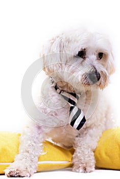 White bichon on isolated white background and several decorations.