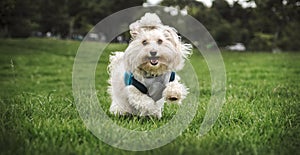 White bichon maltes dog running in te grass looking to forward photo