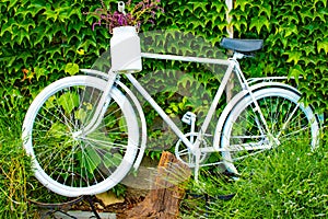 White bicycle garden decoration. Pelargonium in pots on a white bike,Pelargonium in the pot, Pelargonium flowers on old