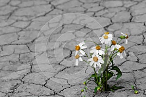 White bidens pilosa flowers growing on cracked soil texture nature drought season background