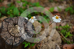 white bidens pilosa flowers from a stump