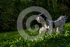 White Biewer yorkshire terrier in motion, dog running on the Green grass