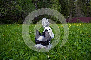 White Biewer yorkshire terrier in motion, dog running on the Green grass