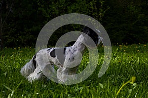 White Biewer yorkshire terrier in motion, dog running on the Green grass