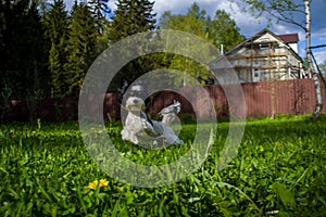 White Biewer yorkshire terrier in motion, dog running on the Green grass