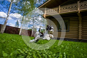 White Biewer yorkshire terrier in motion, dog running on the Green grass