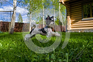 White Biewer yorkshire terrier in motion, dog running on the Green grass