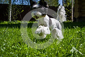 White Biewer yorkshire terrier in motion, dog running on the Green grass