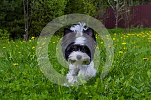 White Biewer yorkshire terrier in motion, dog running on the Green grass