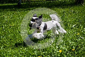 White Biewer yorkshire terrier in motion, dog running on the Green grass