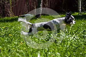 White Biewer yorkshire terrier in motion, dog running on the Green grass