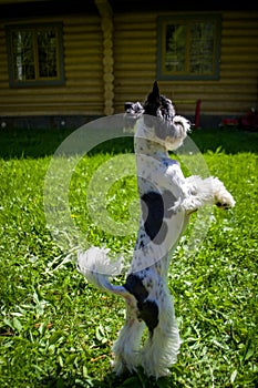 White Biewer yorkshire terrier in motion, dog running on the Green grass