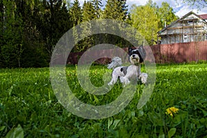 White Biewer yorkshire terrier in motion, dog running on the Green grass