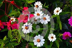 White big daisy flower with nature light close up