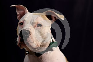 White big dog upon dark background photo