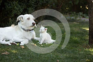 white big dog lies next to a sitting small white kitten on the green grass