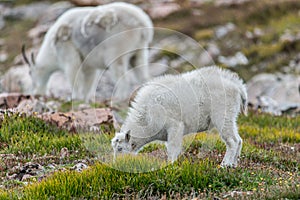 White Big Horn Sheep - Rocky Mountain Goat