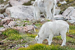 White Big Horn Sheep - Rocky Mountain Goat