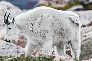 White Big Horn Sheep - Rocky Mountain Goat