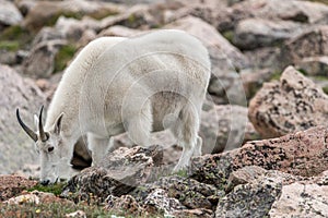 White Big Horn Sheep - Rocky Mountain Goat