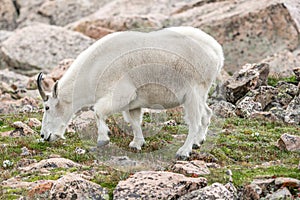 White Big Horn Sheep - Rocky Mountain Goat