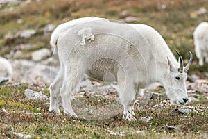 White Big Horn Sheep - Rocky Mountain Goat