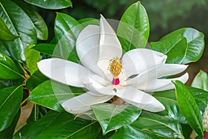 White big Magnolia flower in the green leaves background