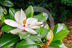 White big Magnolia flower in the green leaves background