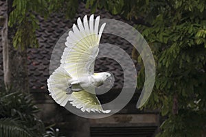 White big parrot flying at the jungle