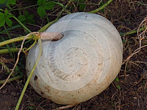 White big squash pumpkin cucurbita in the garden natural habitat. Cucurbita maxima.