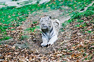 White big tiger, bleached tiger in autumn park laying and walk, close up