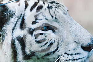 White big tiger, bleached tiger in autumn park laying and walk, close up