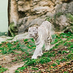 White big tiger, bleached tiger in autumn park laying and walk, close up