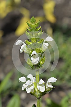 White bigflower selfheal photo