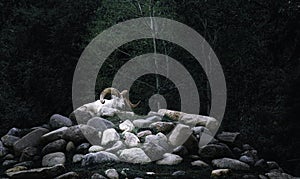 A white bighorn sheep in a forest