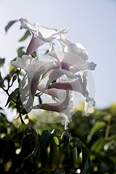 White bignonia on branch and blue sky