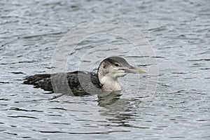 White-billed diver, Gavia adamsii