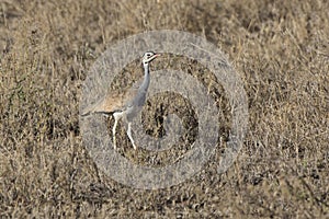 White-billied Bustard that stands among the dry high grass and b