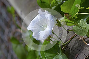 White Bind Weed Flower in bloom