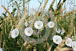 White bindweed photo